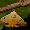 ophiusa tirhaca  8237